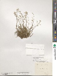 Minuartia setacea image