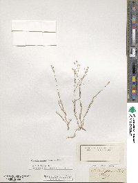 Minuartia setacea image