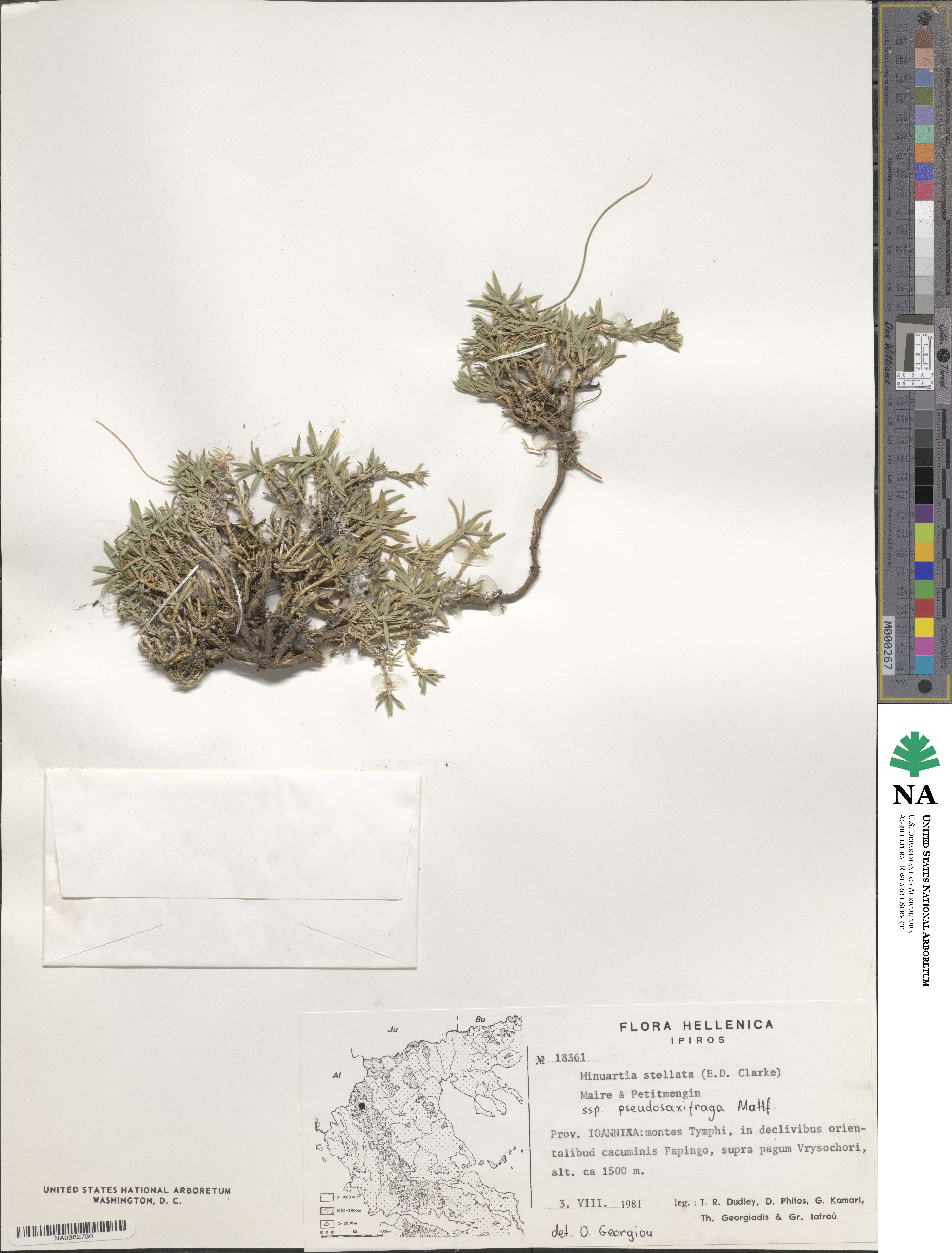 Mcneillia pseudosaxifraga image