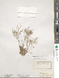 Sabulina verna subsp. verna image