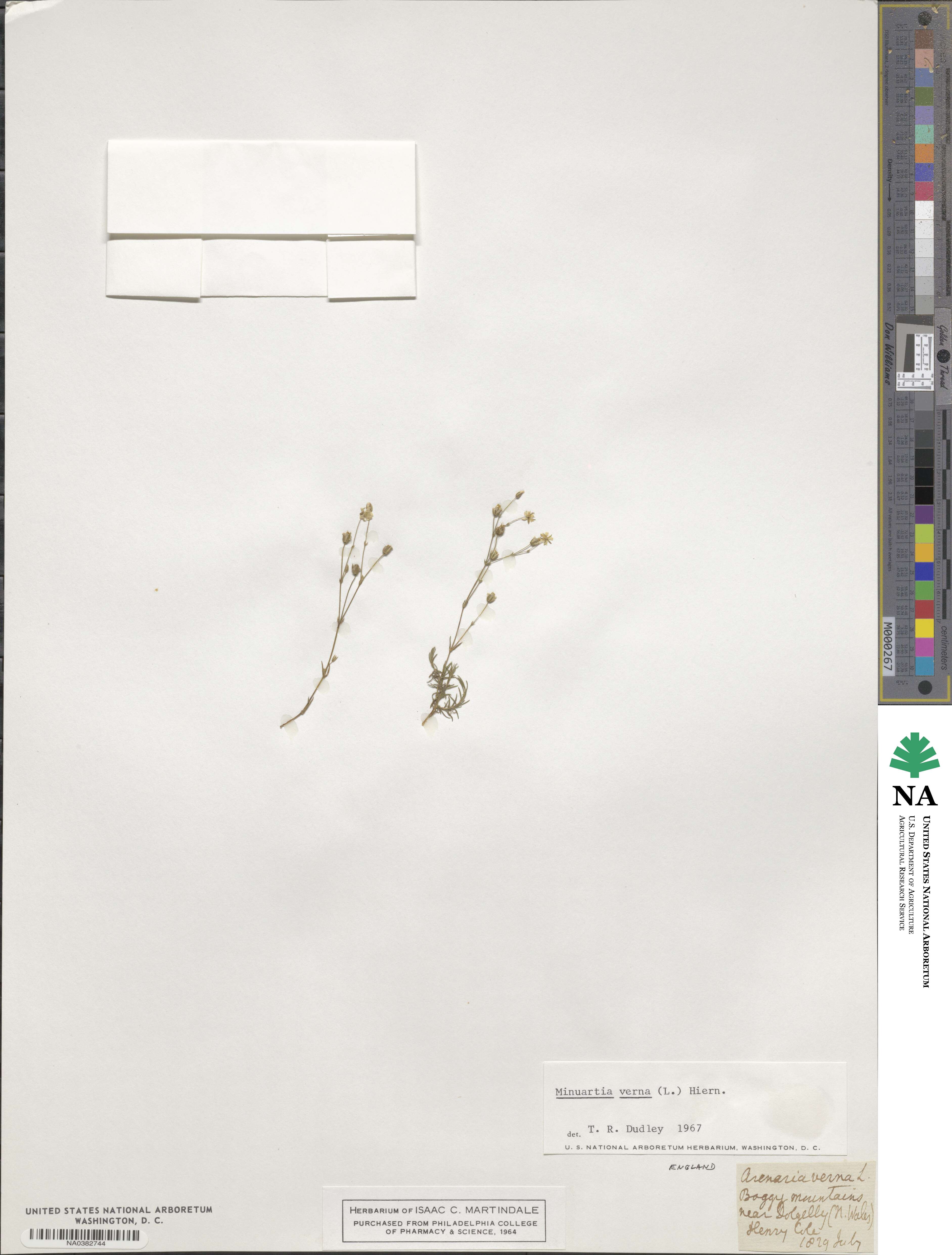 Sabulina verna subsp. verna image