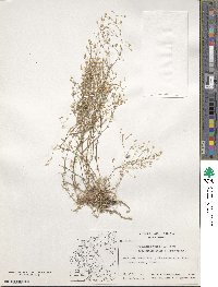 Sabulina attica subsp. attica image