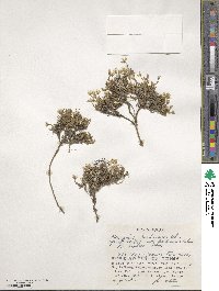 Image of Cherleria hondoensis