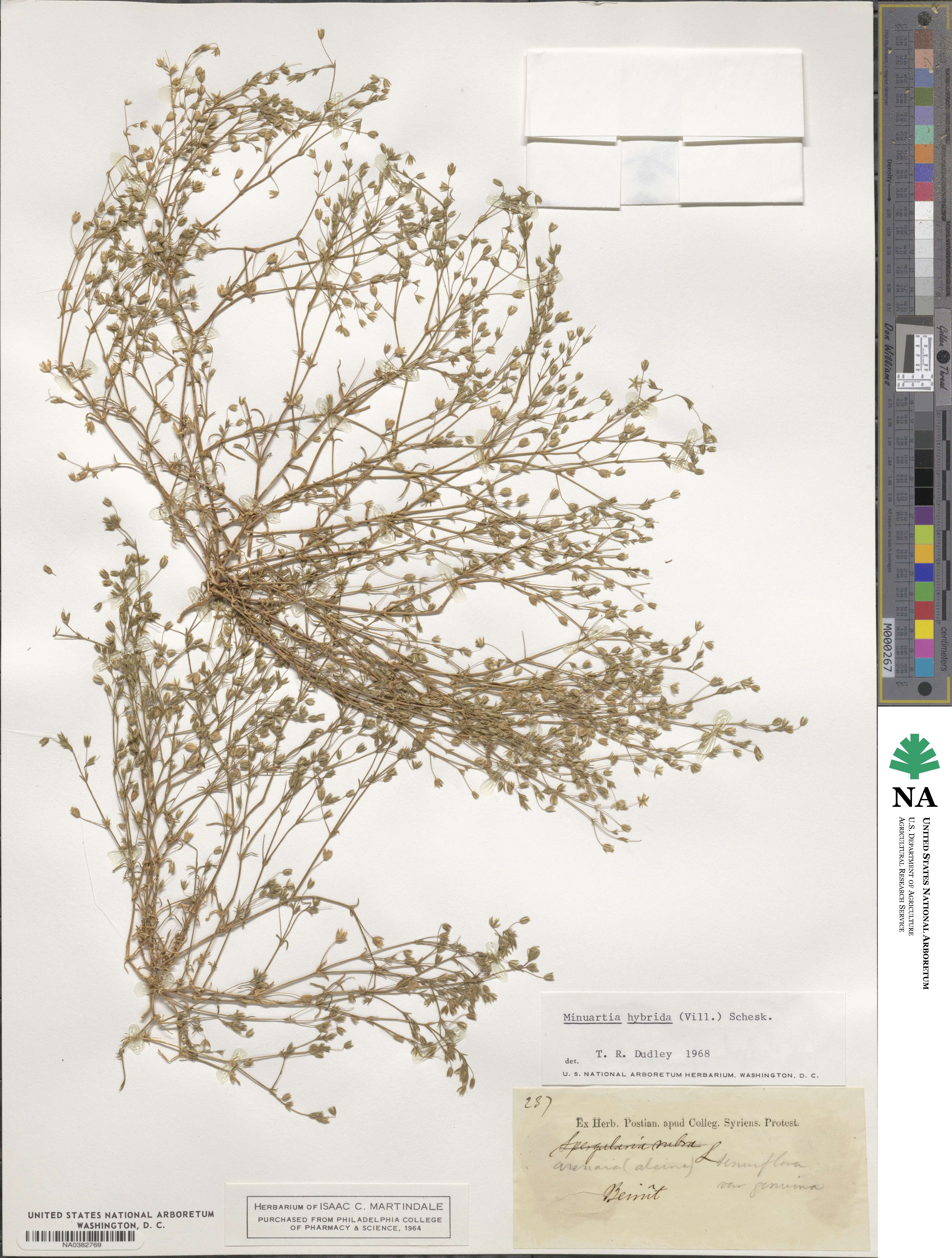 Sabulina tenuifolia subsp. hybrida image