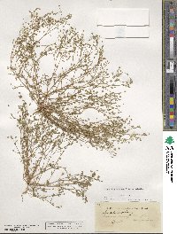 Sabulina tenuifolia subsp. hybrida image