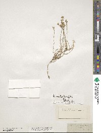 Cherleria laricifolia subsp. laricifolia image