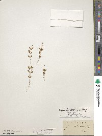 Moehringia lateriflora image