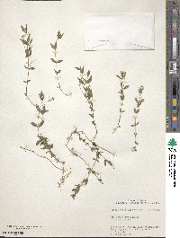 Moehringia lateriflora image