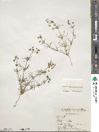 Spergula arvensis image