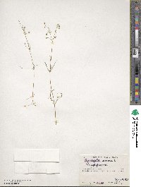 Spergula arvensis image