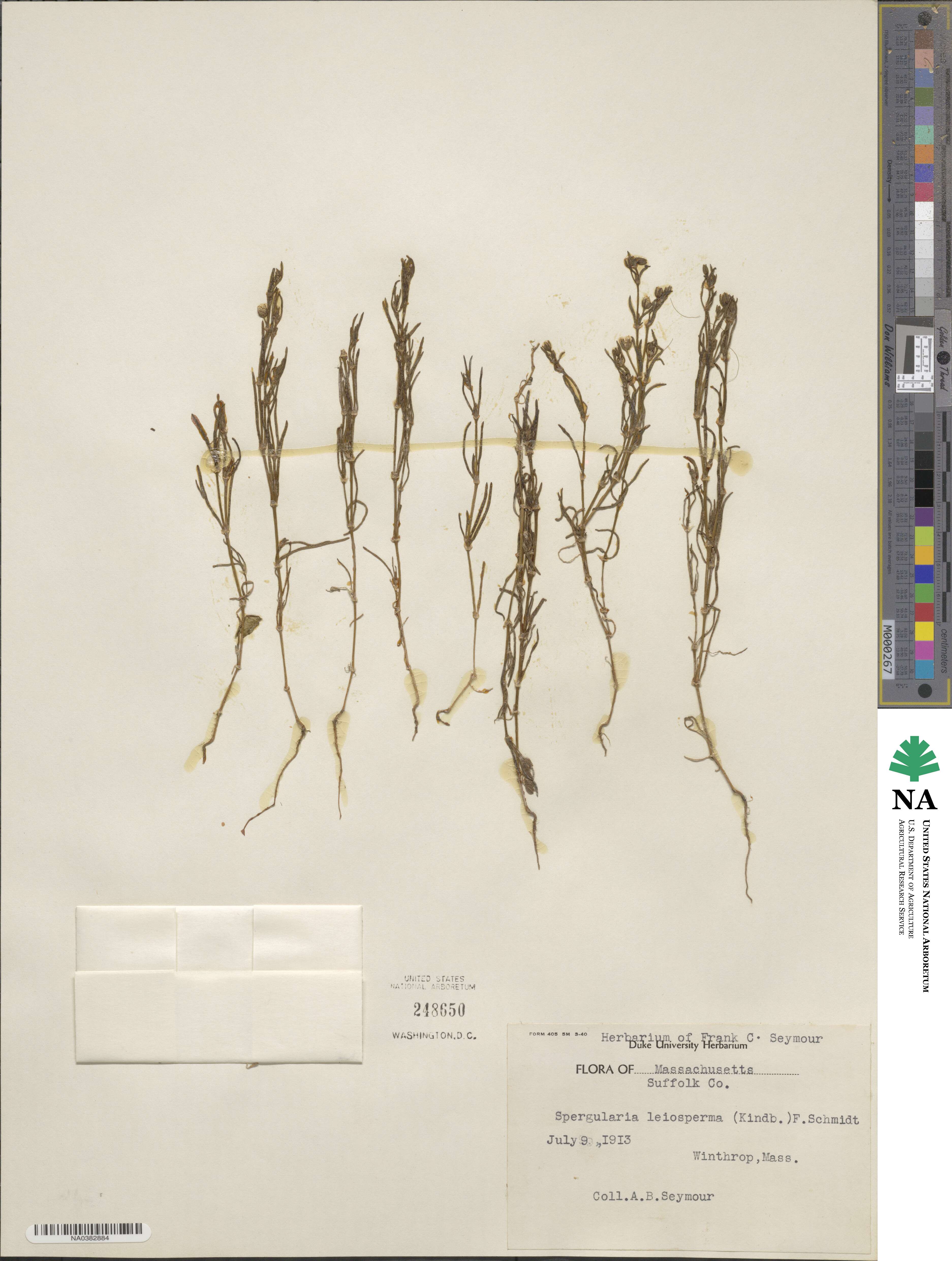 Spergularia marina image