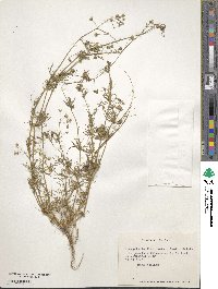 Spergularia floribunda image