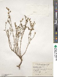 Spergula ramosa subsp. ramosa image