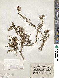 Spergula ramosa image