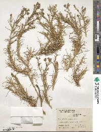 Spergula ramosa subsp. ramosa image