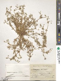 Spergula arvensis subsp. arvensis image