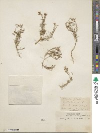 Spergularia fimbriata image