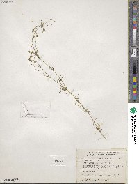 Spergula arvensis subsp. arvensis image