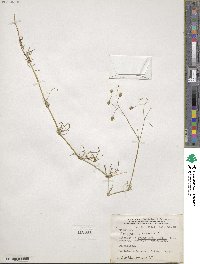 Spergula arvensis subsp. arvensis image