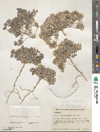 Drymaria holosteoides var. crassifolia image