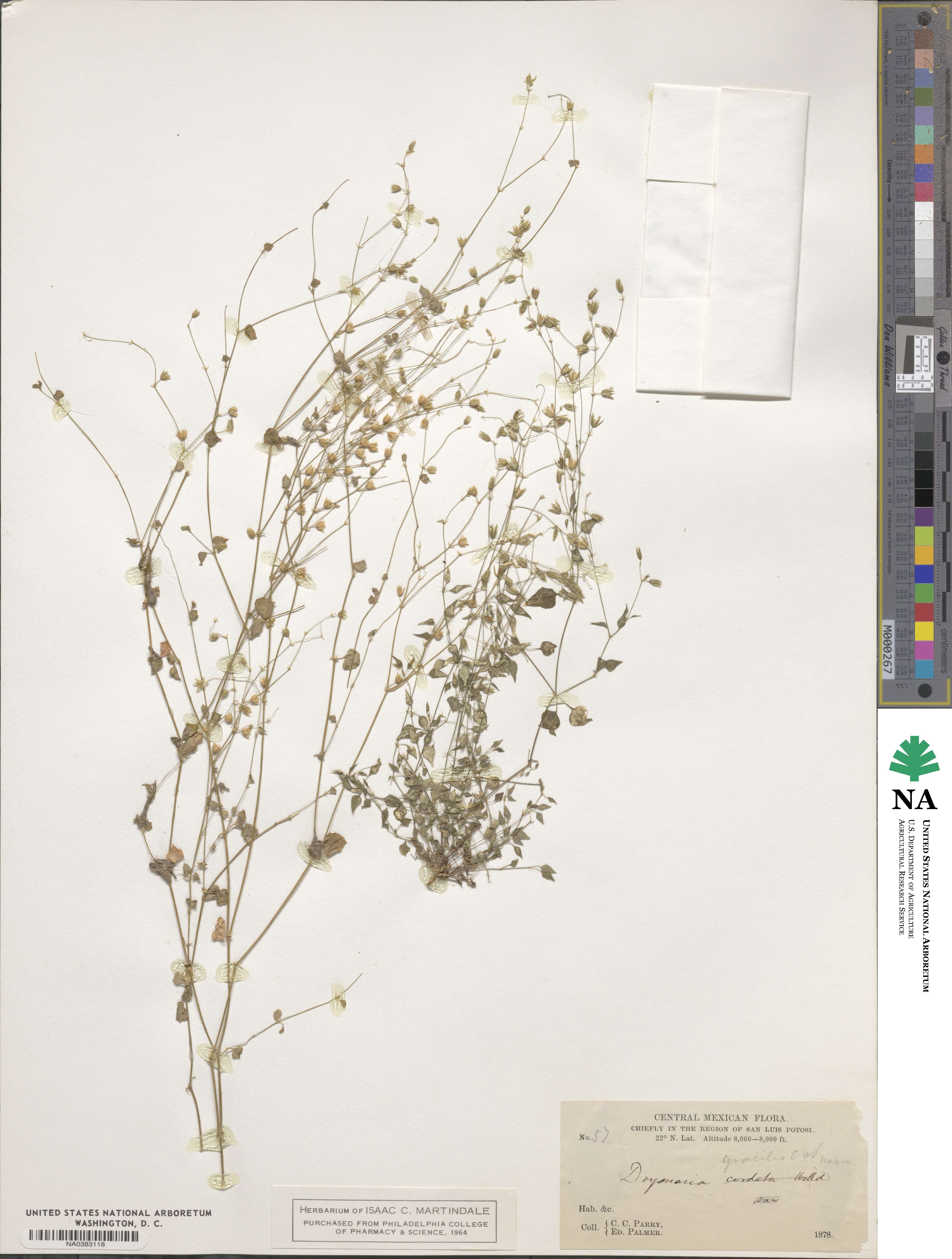Drymaria gracilis image