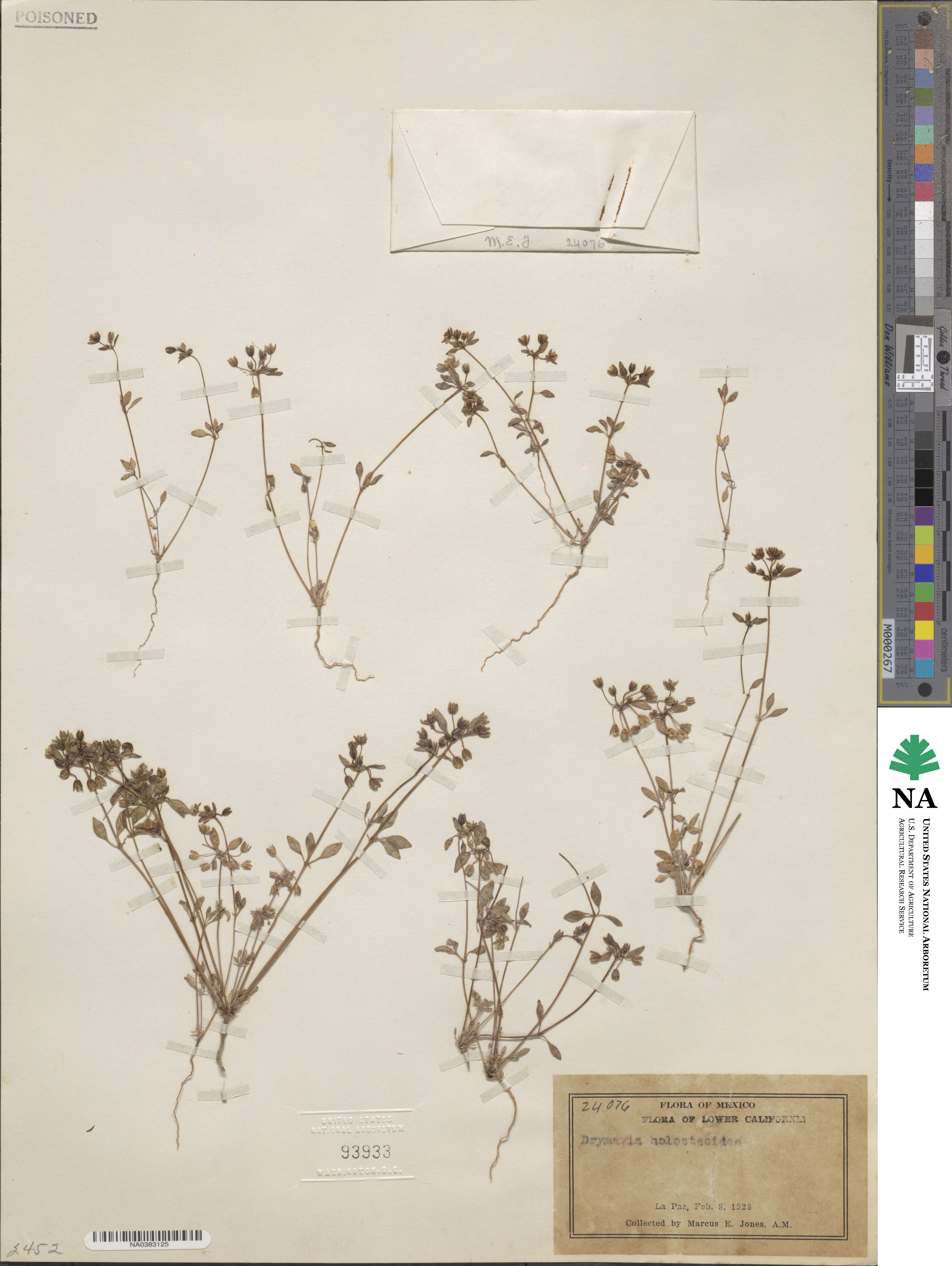 Drymaria holosteoides image