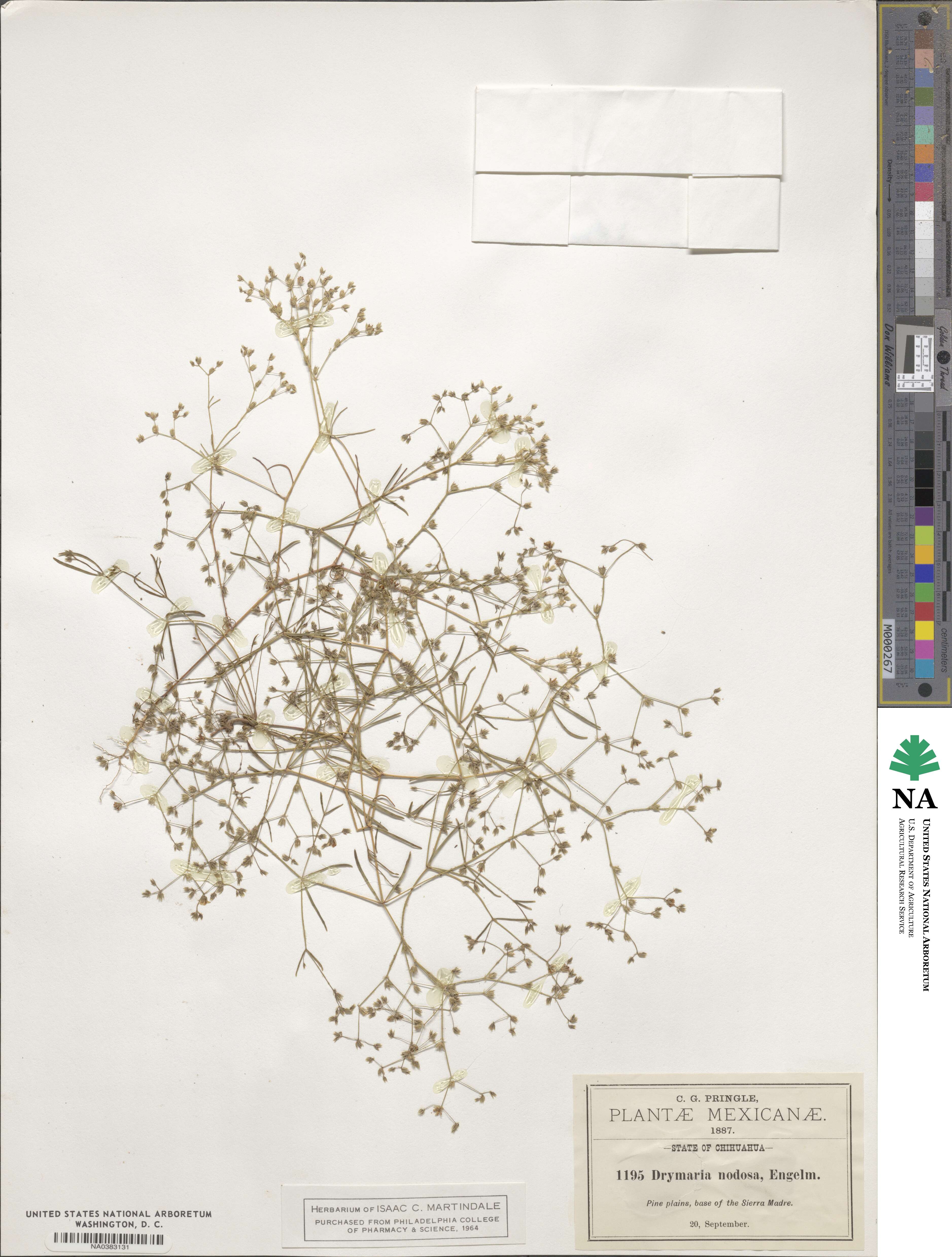 Drymaria leptophylla var. nodosa image