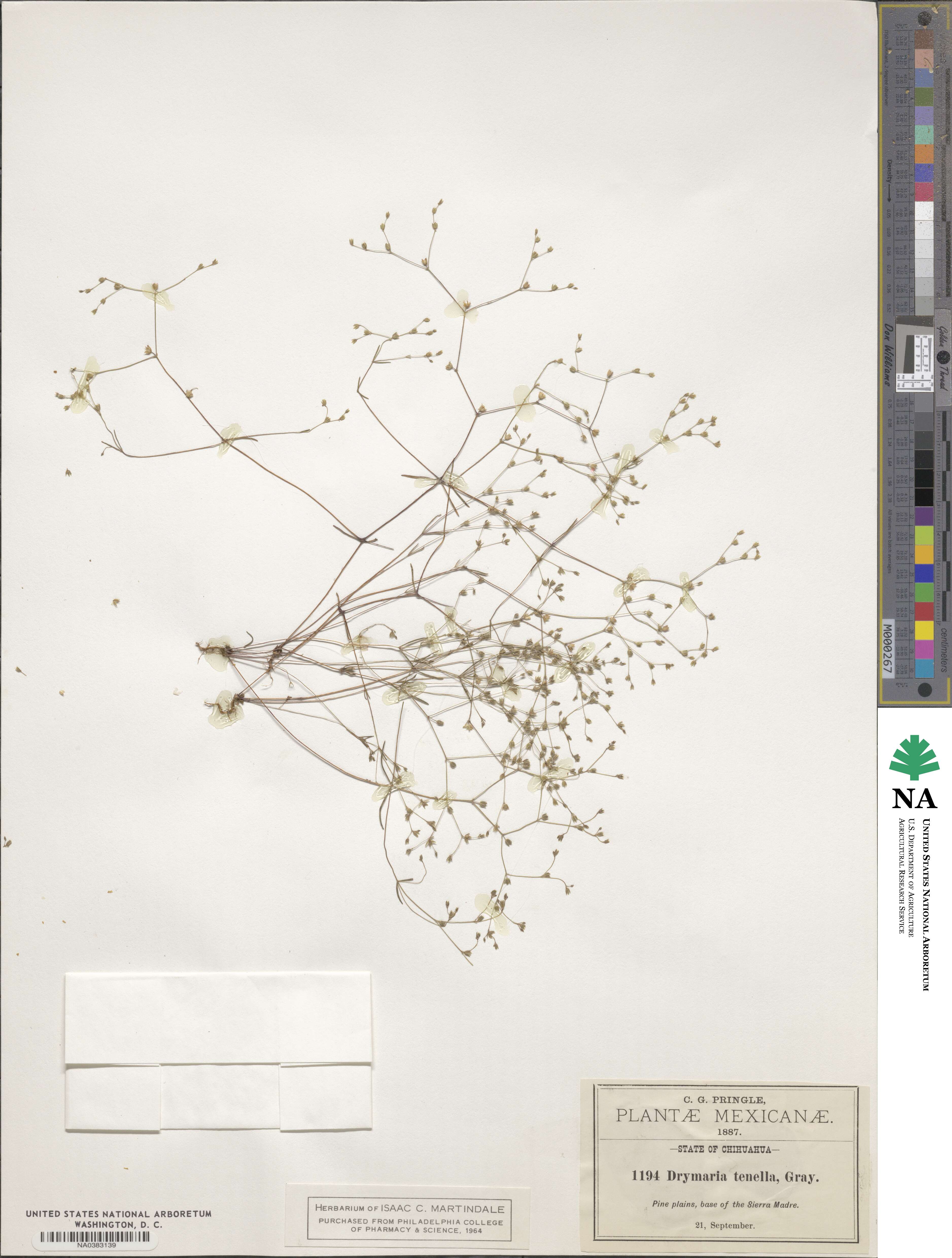Drymaria leptophylla image