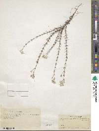 Polycarpaea corymbosa var. brasiliensis image