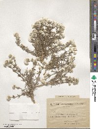 Image of Polycarpaea linearifolia