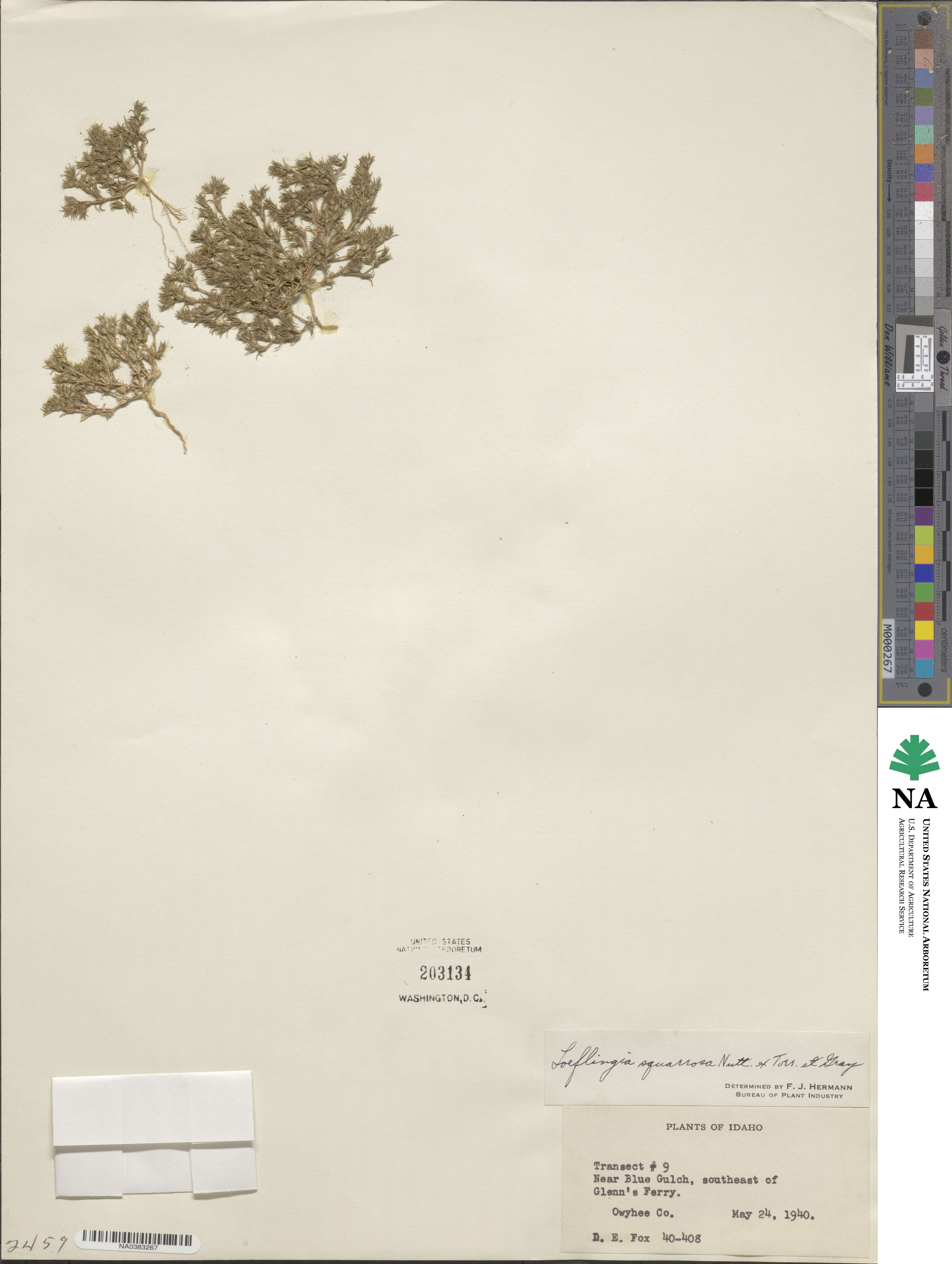 Loeflingia squarrosa image