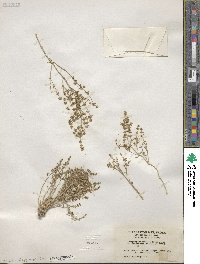 Scopulophila rixfordii image