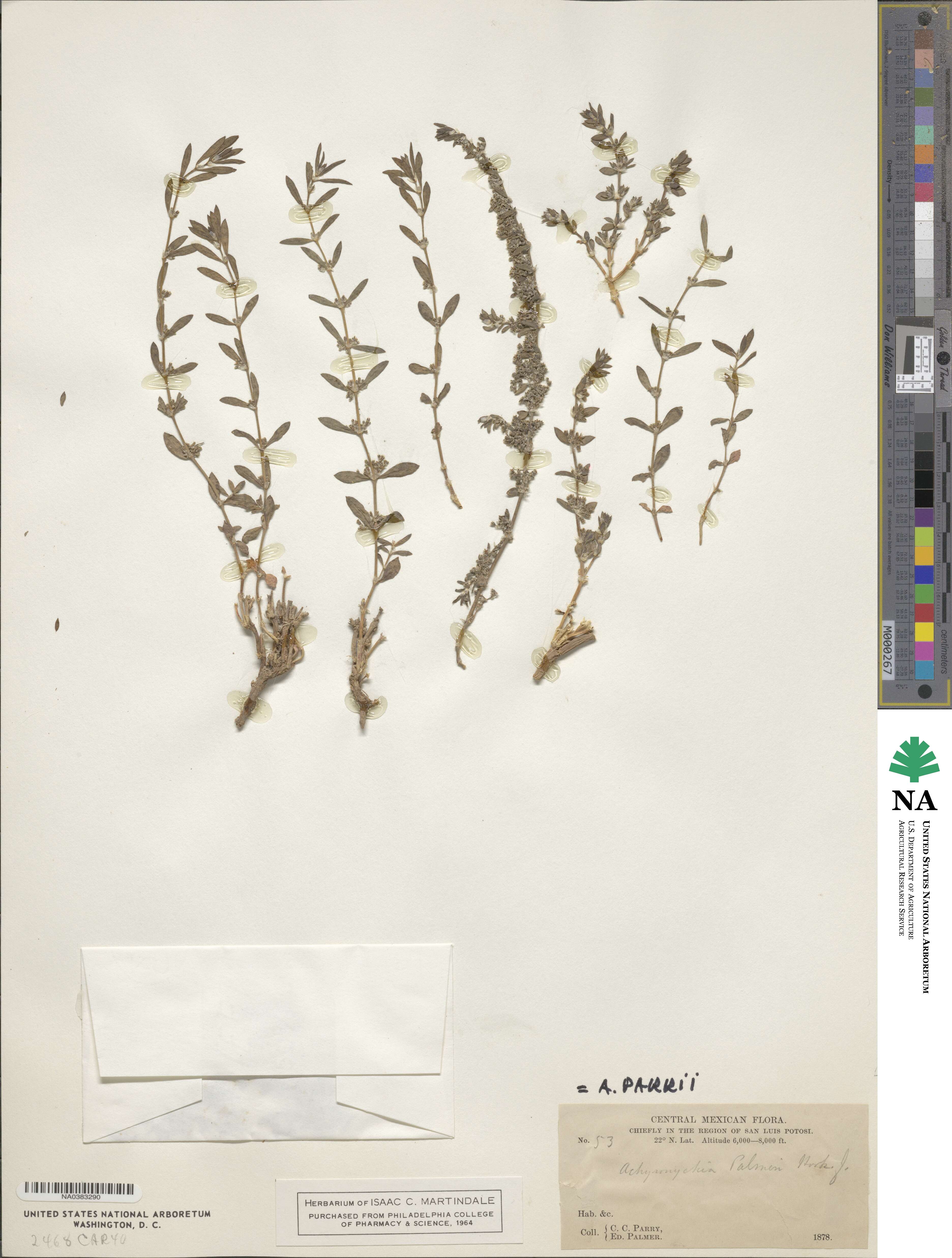Scopulophila parryi image