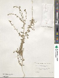 Corrigiola telephiifolia image