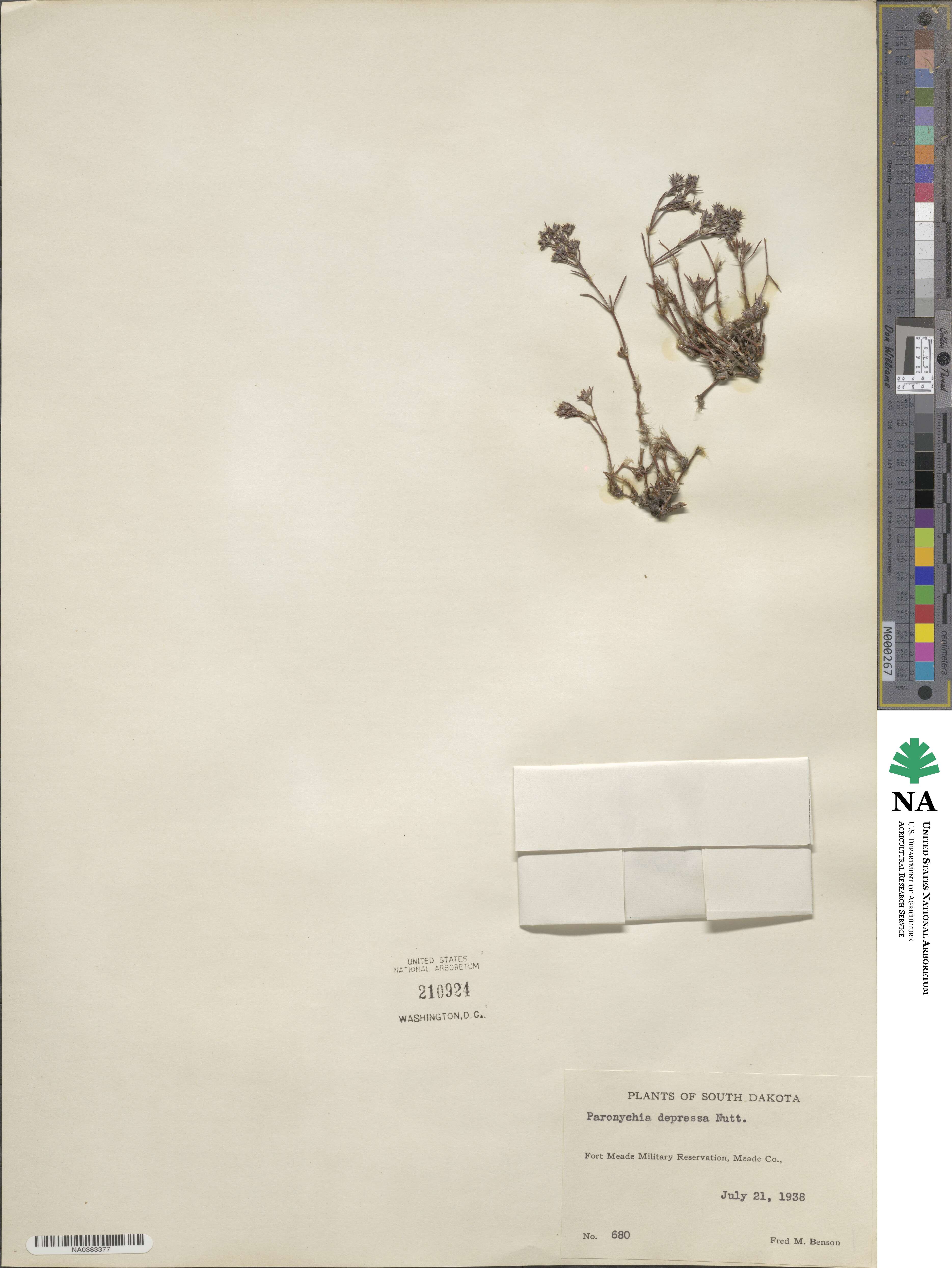 Paronychia dichotoma image
