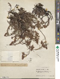 Paronychia dichotoma image