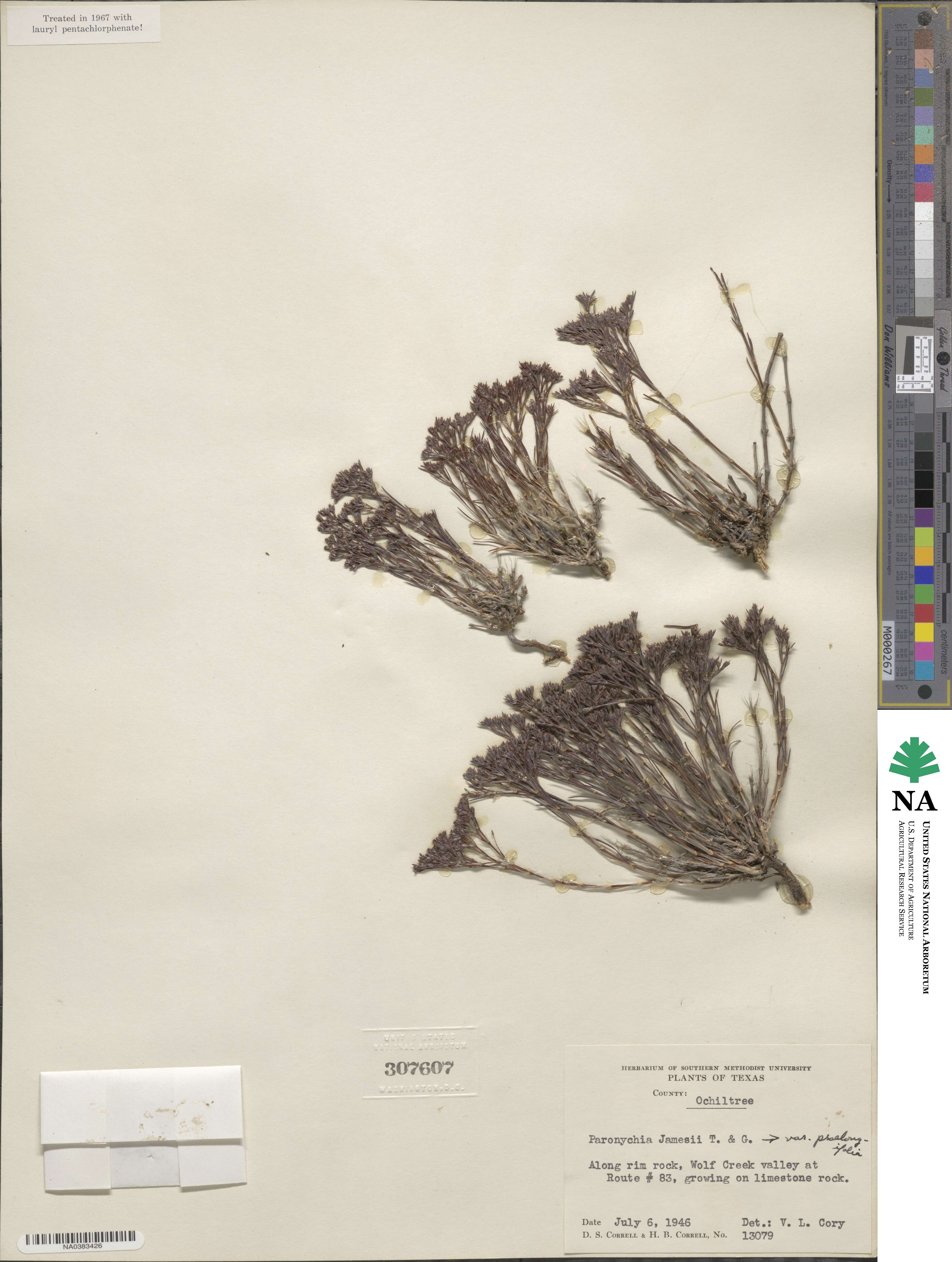 Paronychia jamesii image