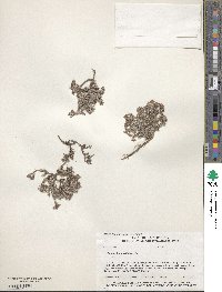 Paronychia sessiliflora image