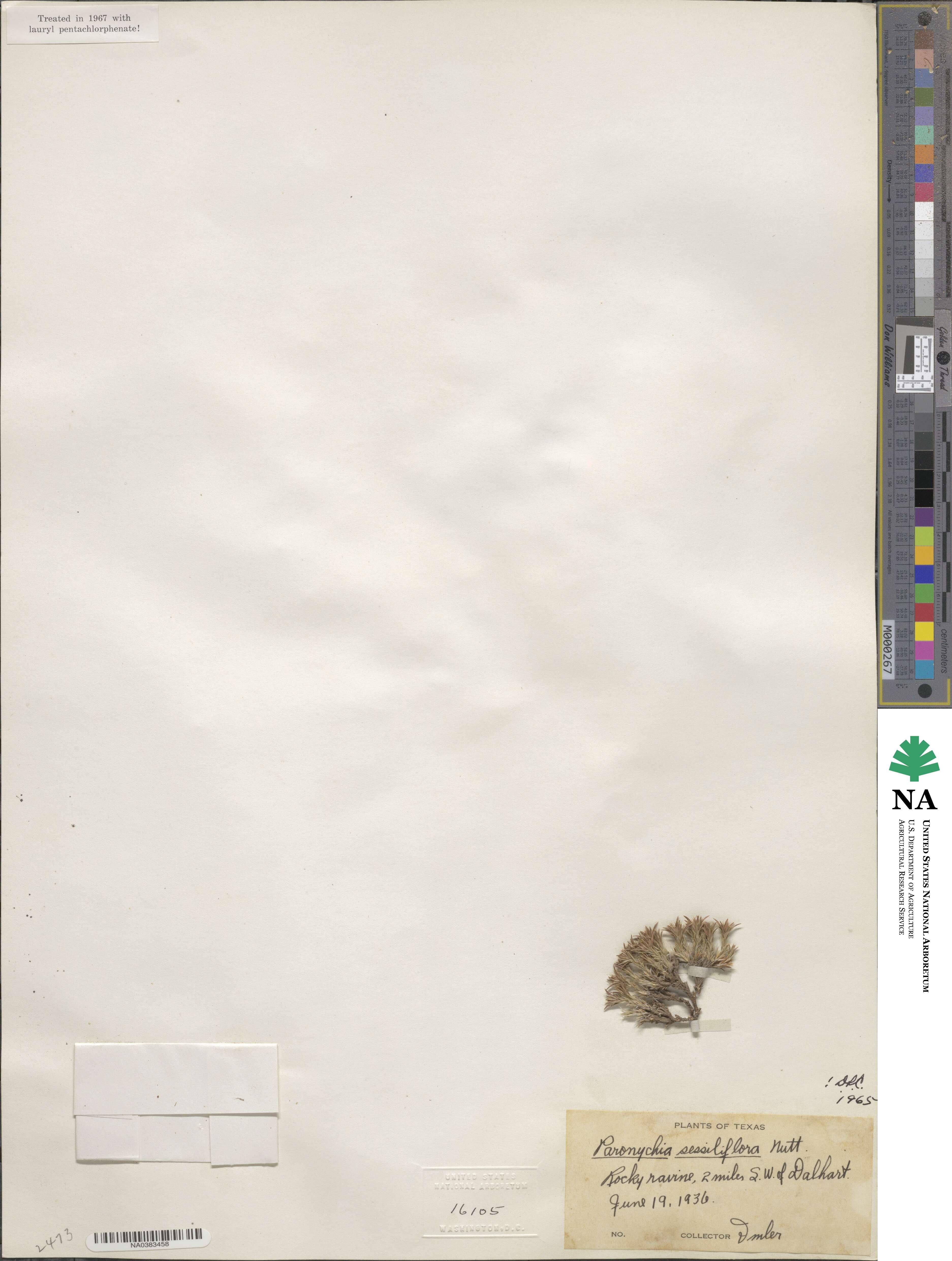 Paronychia sessiliflora image