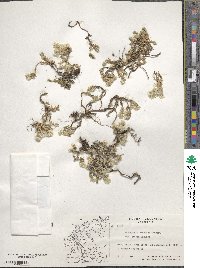 Paronychia albanica subsp. graeca image