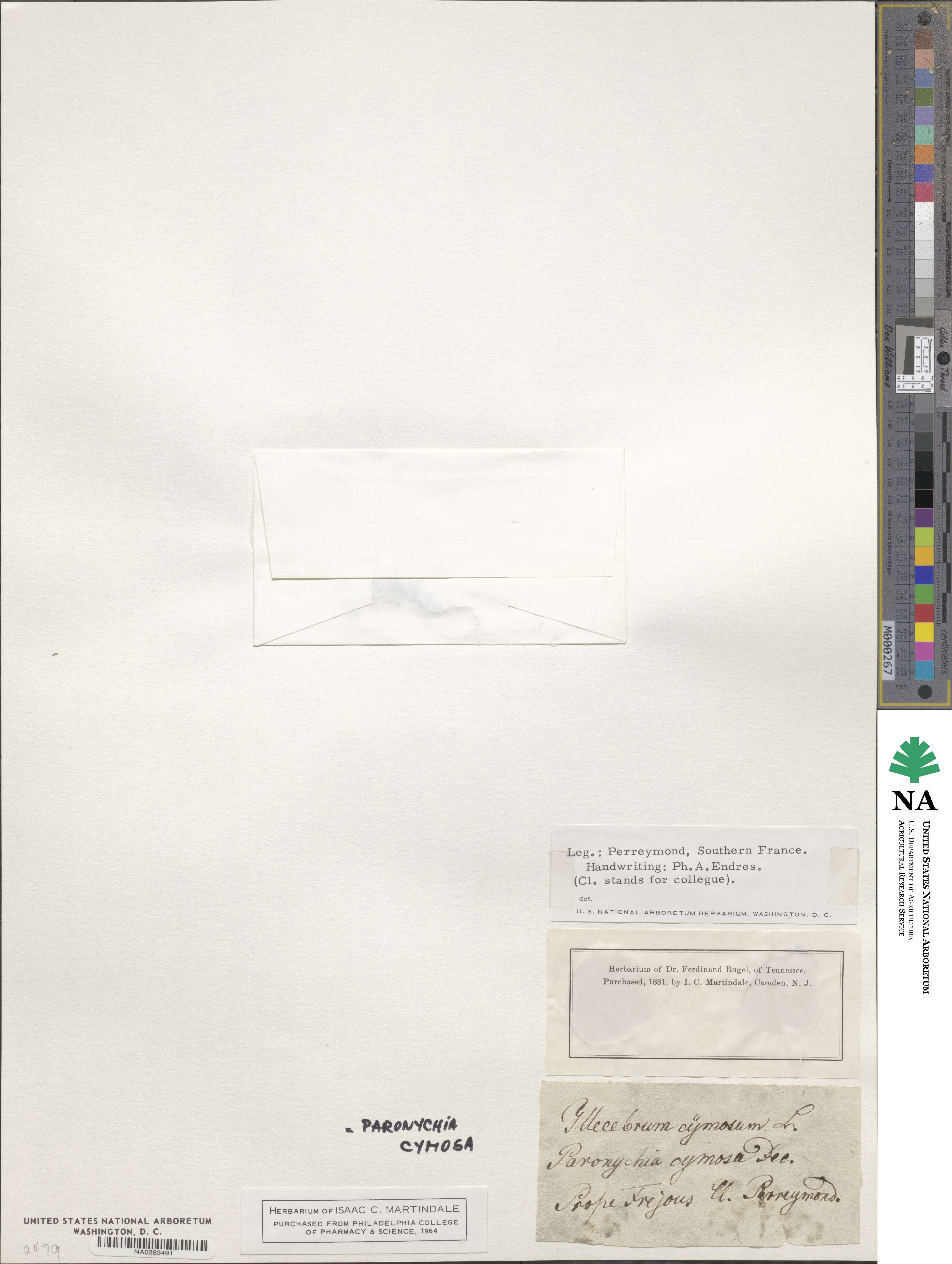 Chaetonychia cymosa image