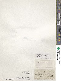 Chaetonychia cymosa image