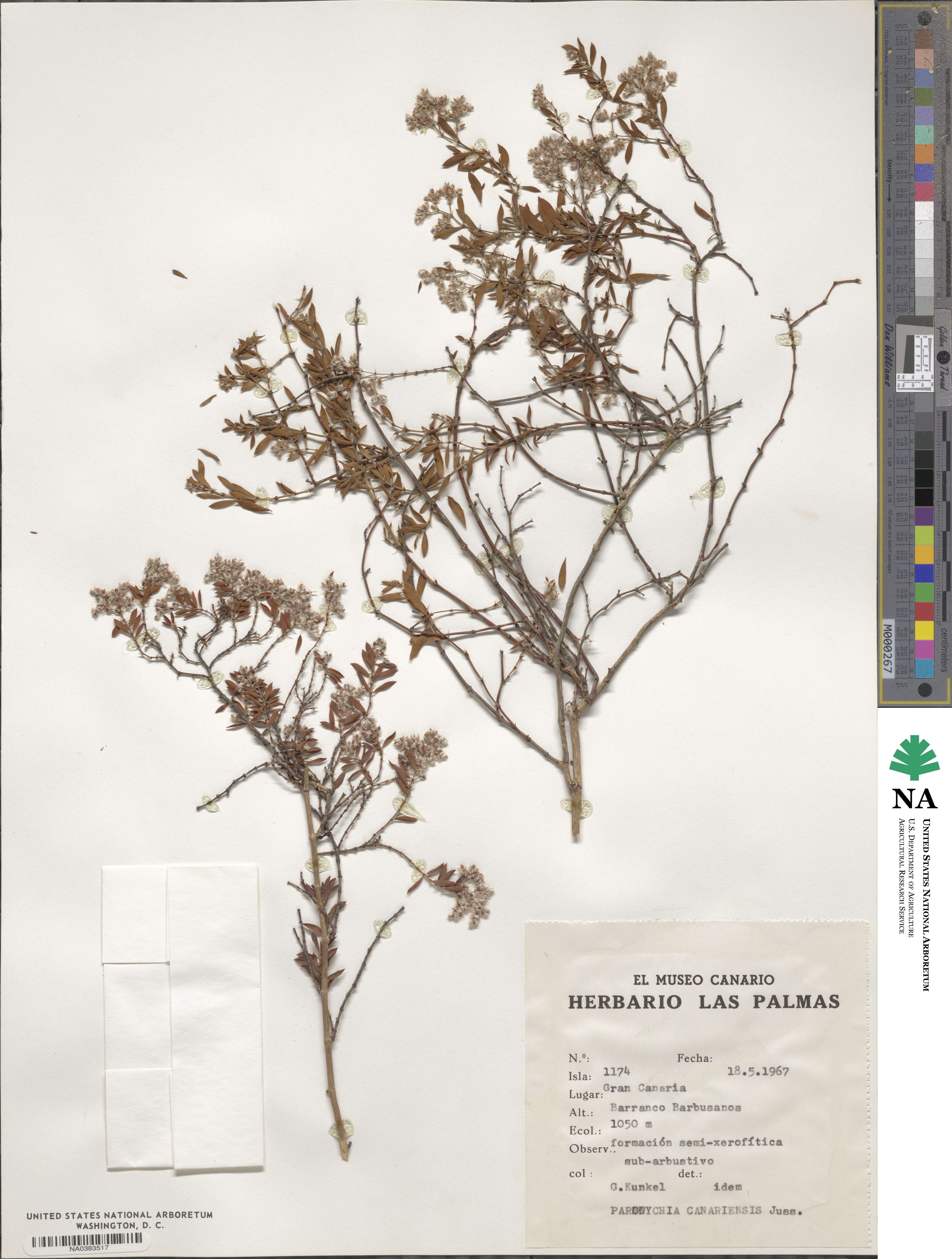 Paronychia canariensis image