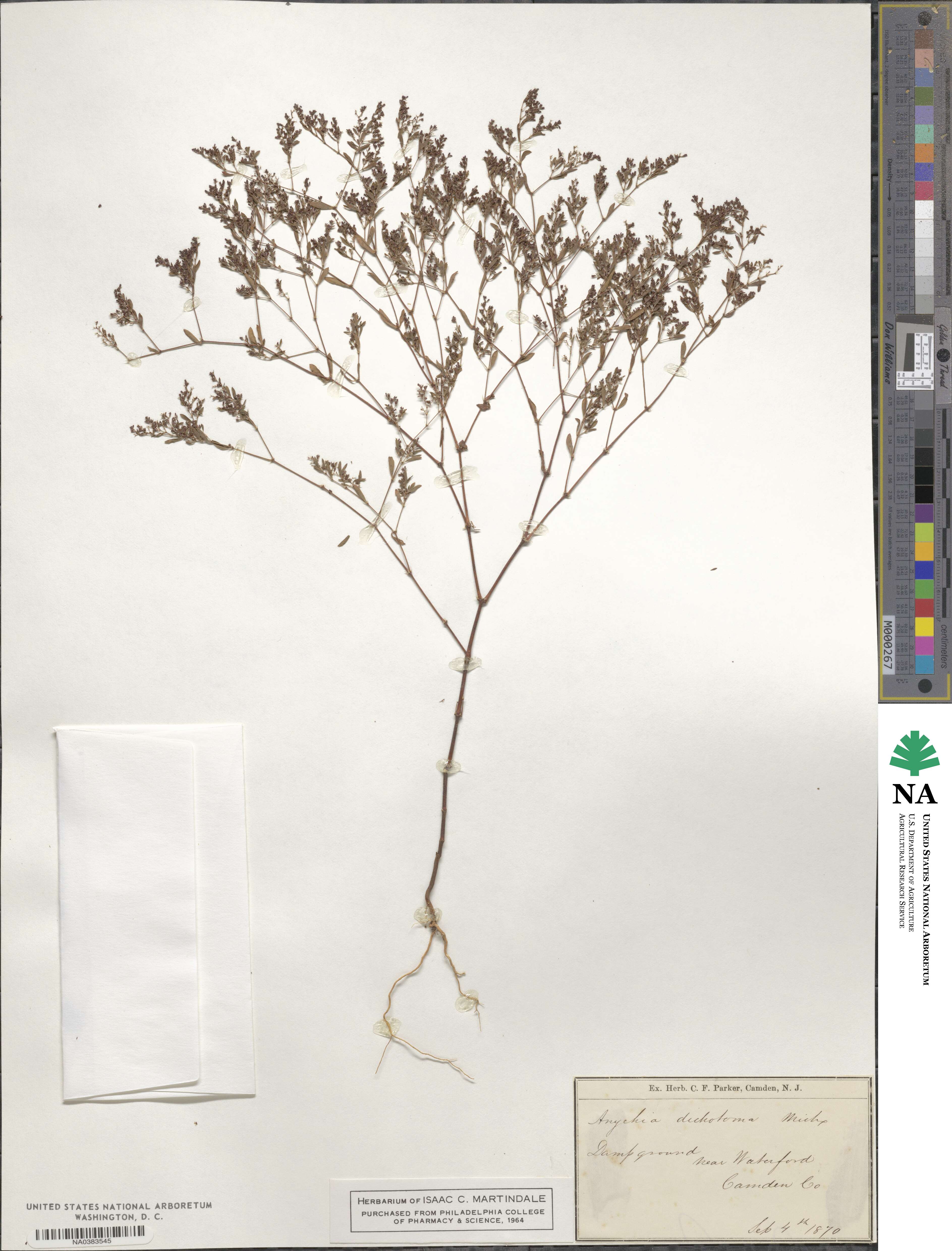 Paronychia canadensis image