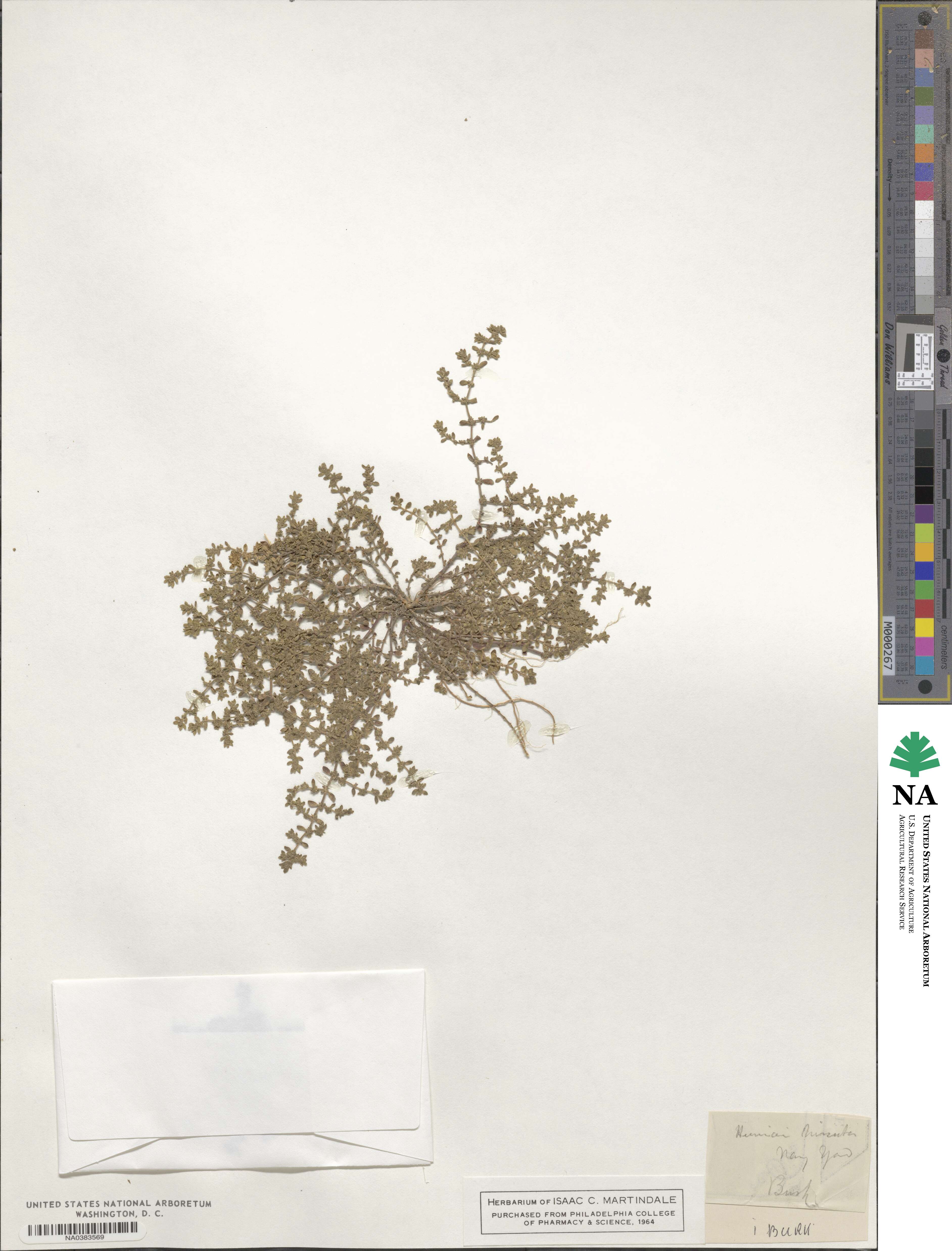 Herniaria hirsuta image