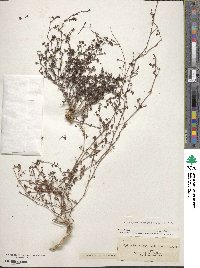 Paronychia americana subsp. americana image