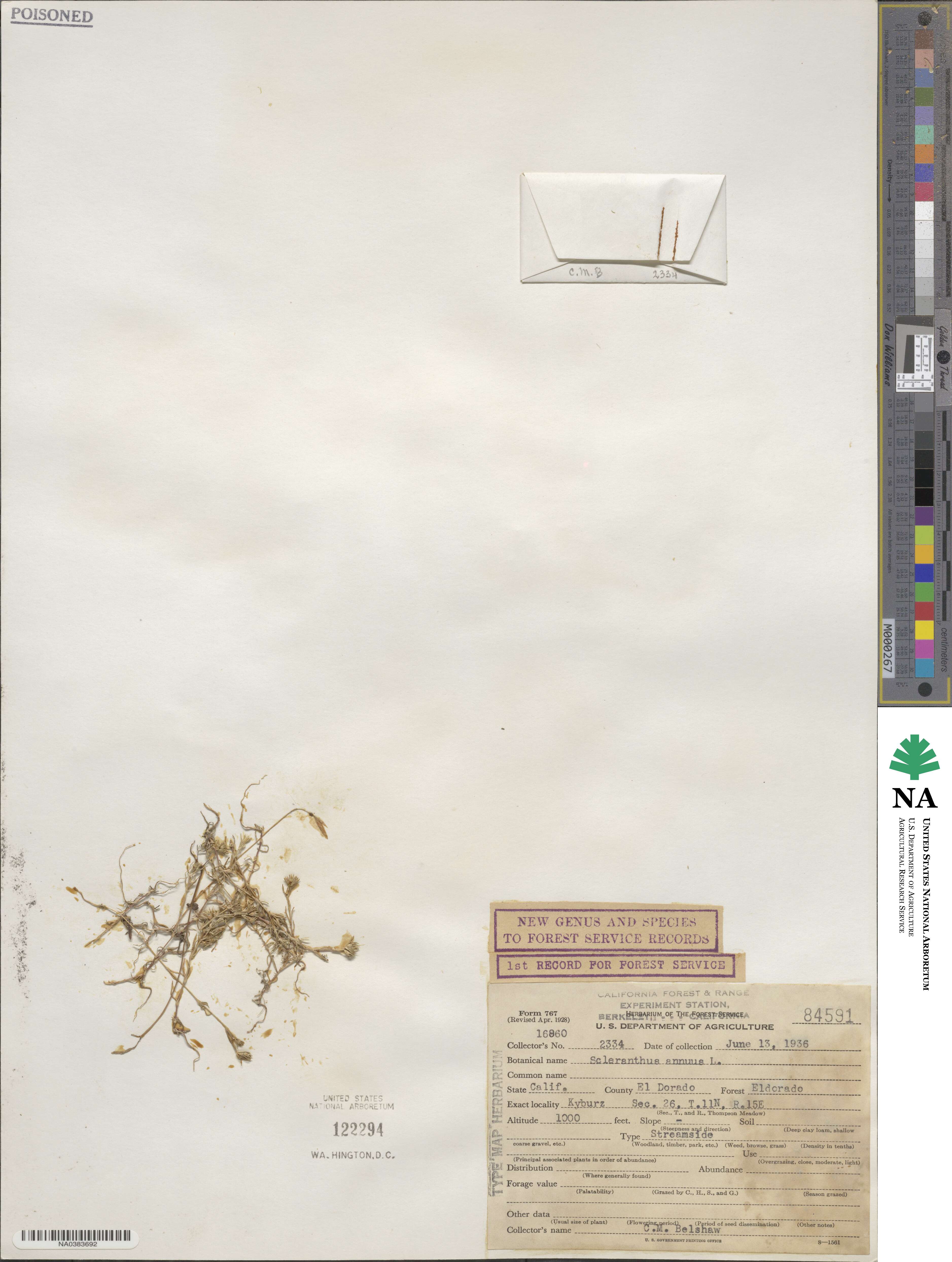 Scleranthus annuus image