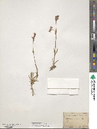 Silene suecica image