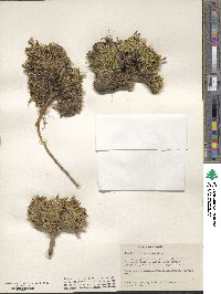 Silene acaulis image