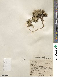 Silene acaulis image